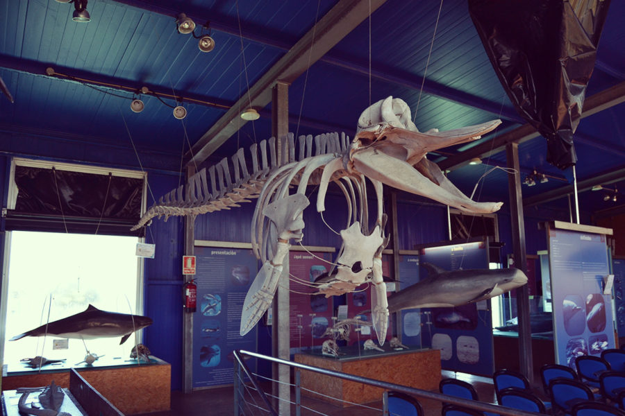 Museo de pesca de O Grove - Red Rema